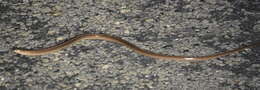 Image of Glass Lizards