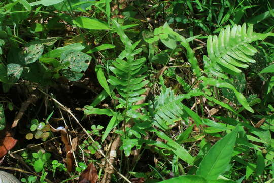 Sivun Pteris heteromorpha Fée kuva