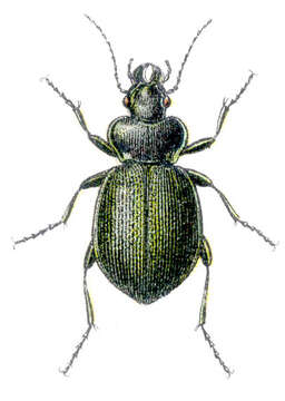 Imagem de Callisthenes (Callisphaena) reticulatus (Fabricius 1787)