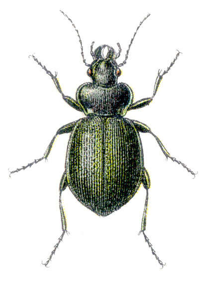Imagem de Callisthenes (Callisphaena) reticulatus (Fabricius 1787)