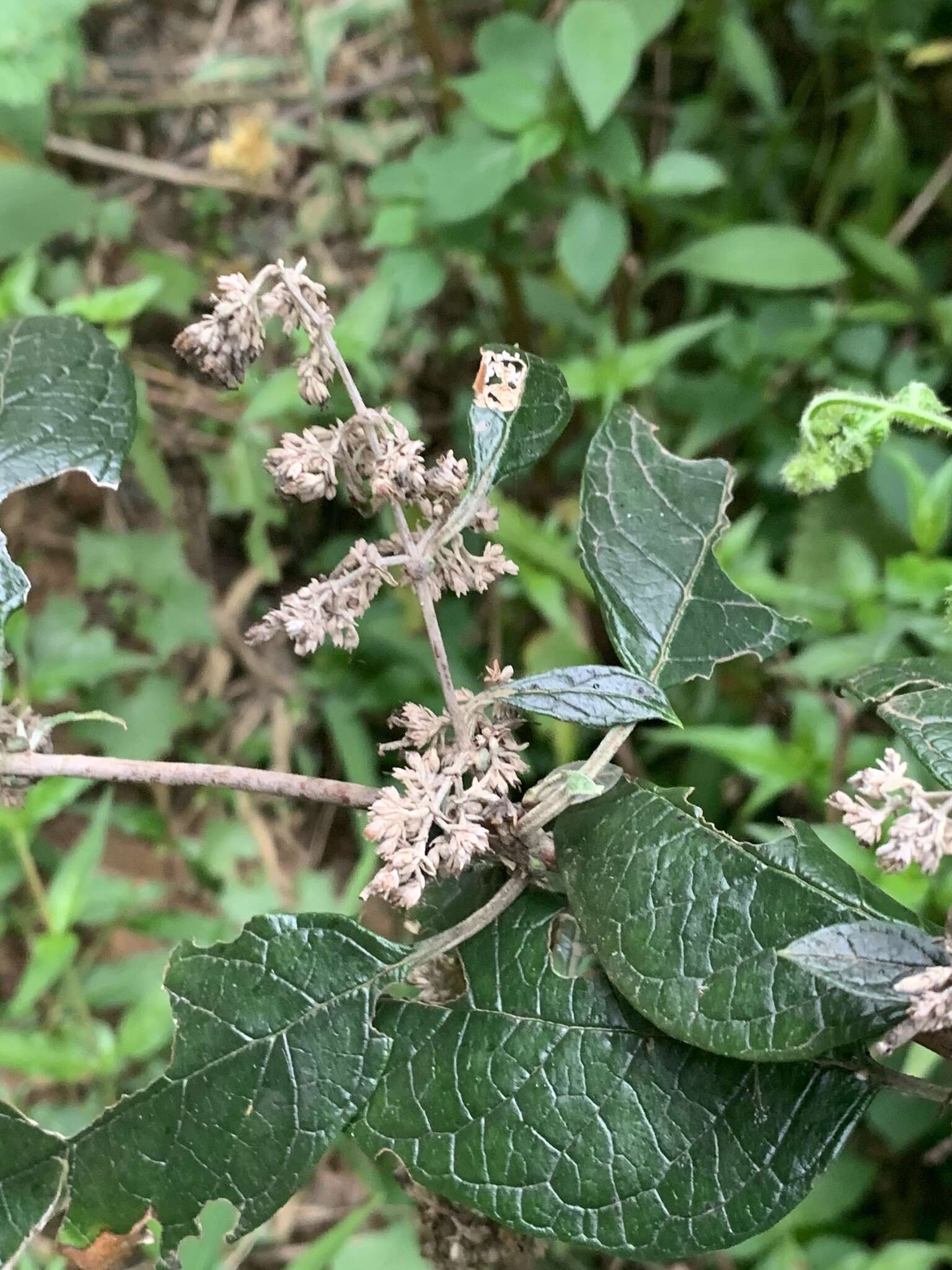 Image of Weeping sage