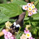 Imagem de Leucostrophus alterhirundo d'Abrera (1987)