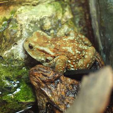 Image of Bufo gargarizans miyakonis