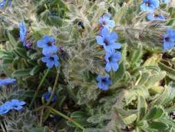 Image of alkanet