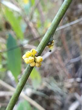 Image of Anisocycla grandidieri Baill.