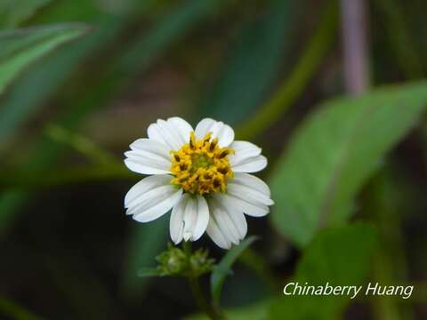 صورة Bidens pilosa var. minor (Bl.) Sherff