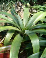 صورة Guzmania osyana (É. Morren) Mez