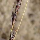 صورة Tetraria cuspidata (Rottb.) C. B. Clarke