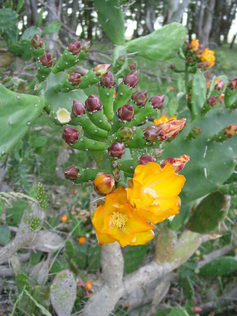 Image of Common Pricklypear