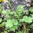 Plancia ëd Geum elatum Wall.