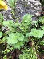 Plancia ëd Geum elatum Wall.