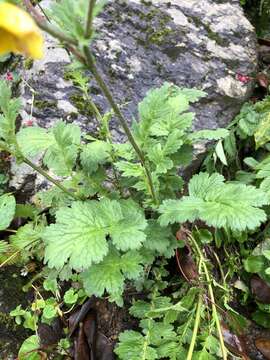 Plancia ëd Geum elatum Wall.