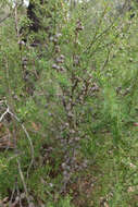 Image of Leptospermum continentale J. Thompson