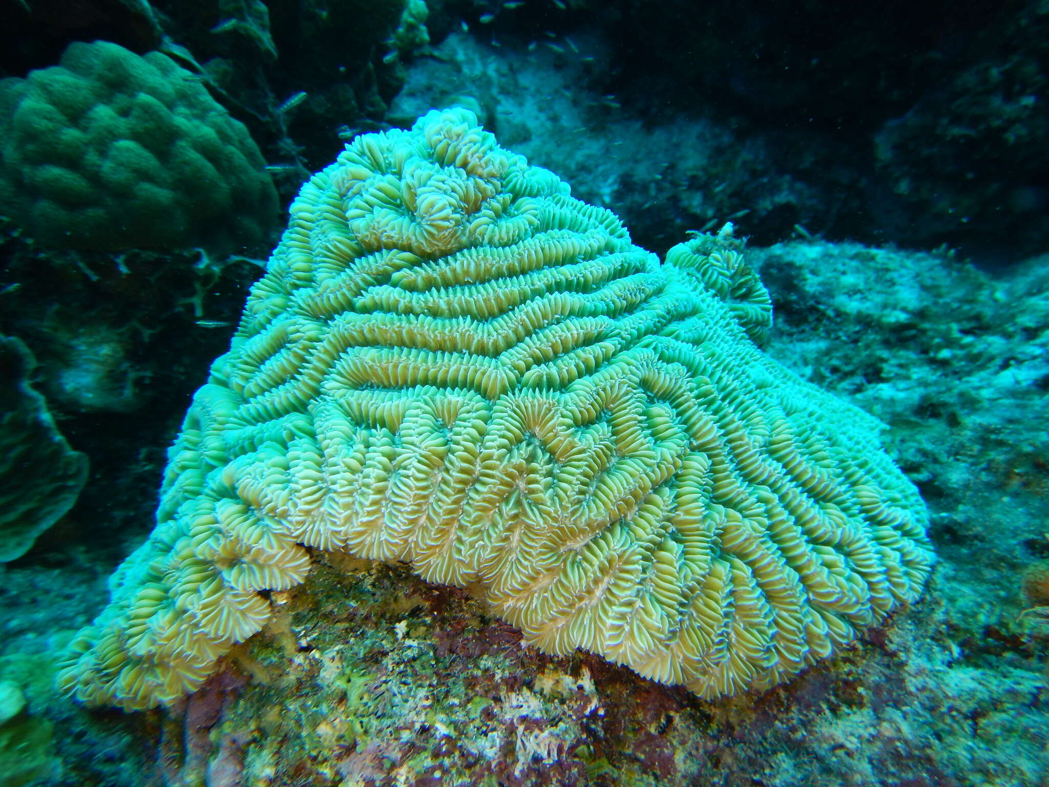 Image of Maze Coral