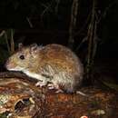 Image of Napo Spiny Rat