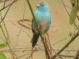 Image of Blue Waxbill