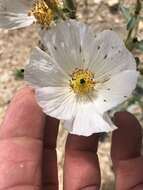 Image of flatbud pricklypoppy