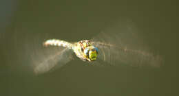 Image of Migrant Hawker