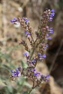 Image of Anchusa leptophylla Roem. & Schult.