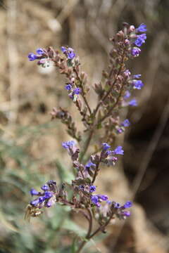 Anchusa leptophylla Roem. & Schult.的圖片