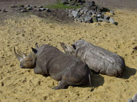 Image of Grass Rhinoceros