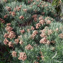 Cassinia tenuifolia Benth. resmi