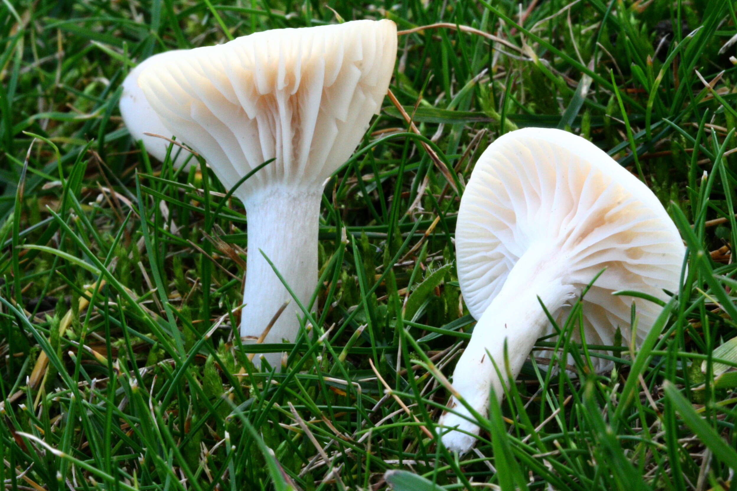 Image of Snowy Waxcap