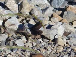 Image of Lefèbvre’s Ringlet