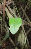 Image de Pyrenacantha scandens (Thunb.) Planch. ex Harv.