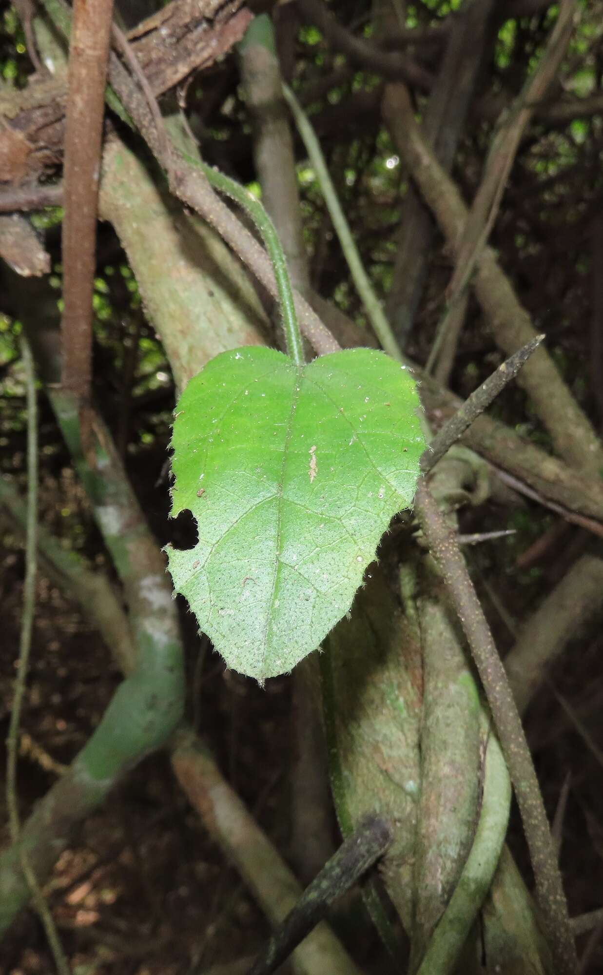 Image de Pyrenacantha scandens (Thunb.) Planch. ex Harv.