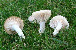 Image of Snowy Waxcap