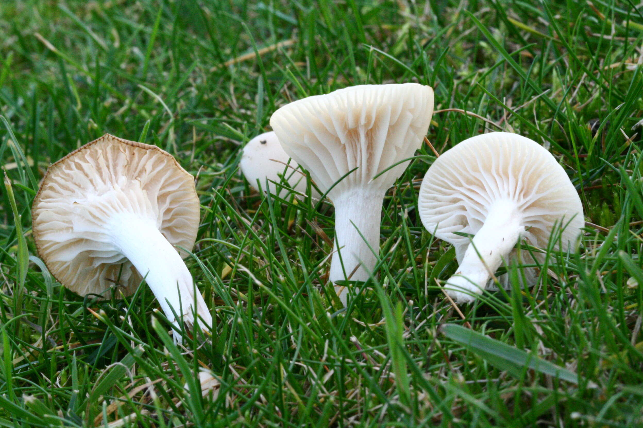 Image of Snowy Waxcap