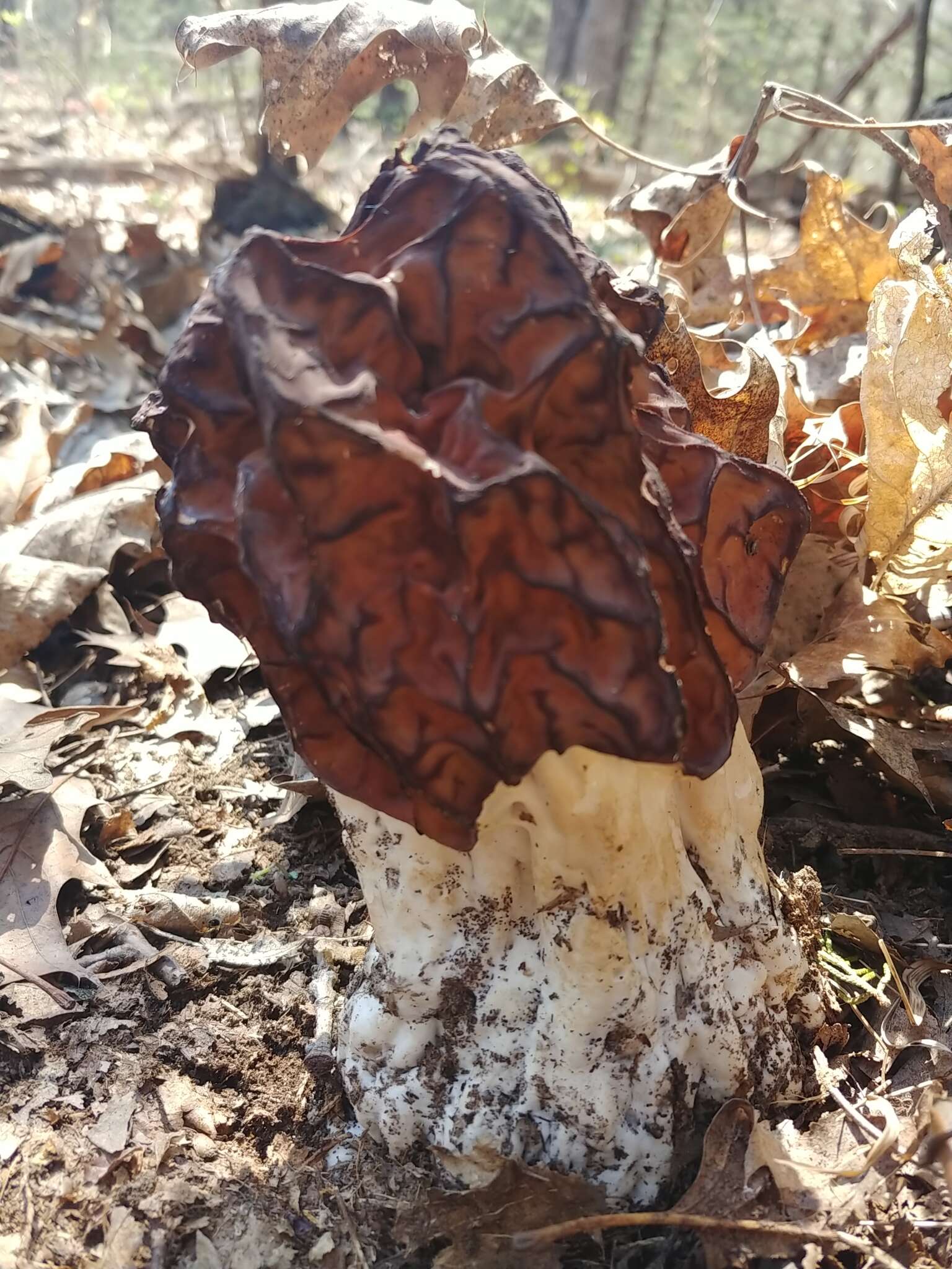 Imagem de Discina caroliniana (Bosc) Eckblad 1968