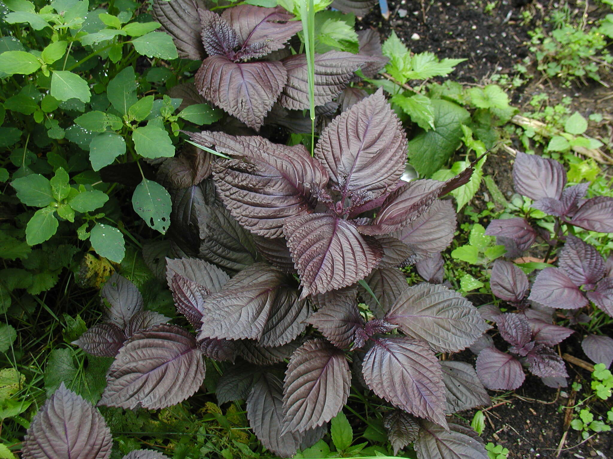 Image of beefsteakplant