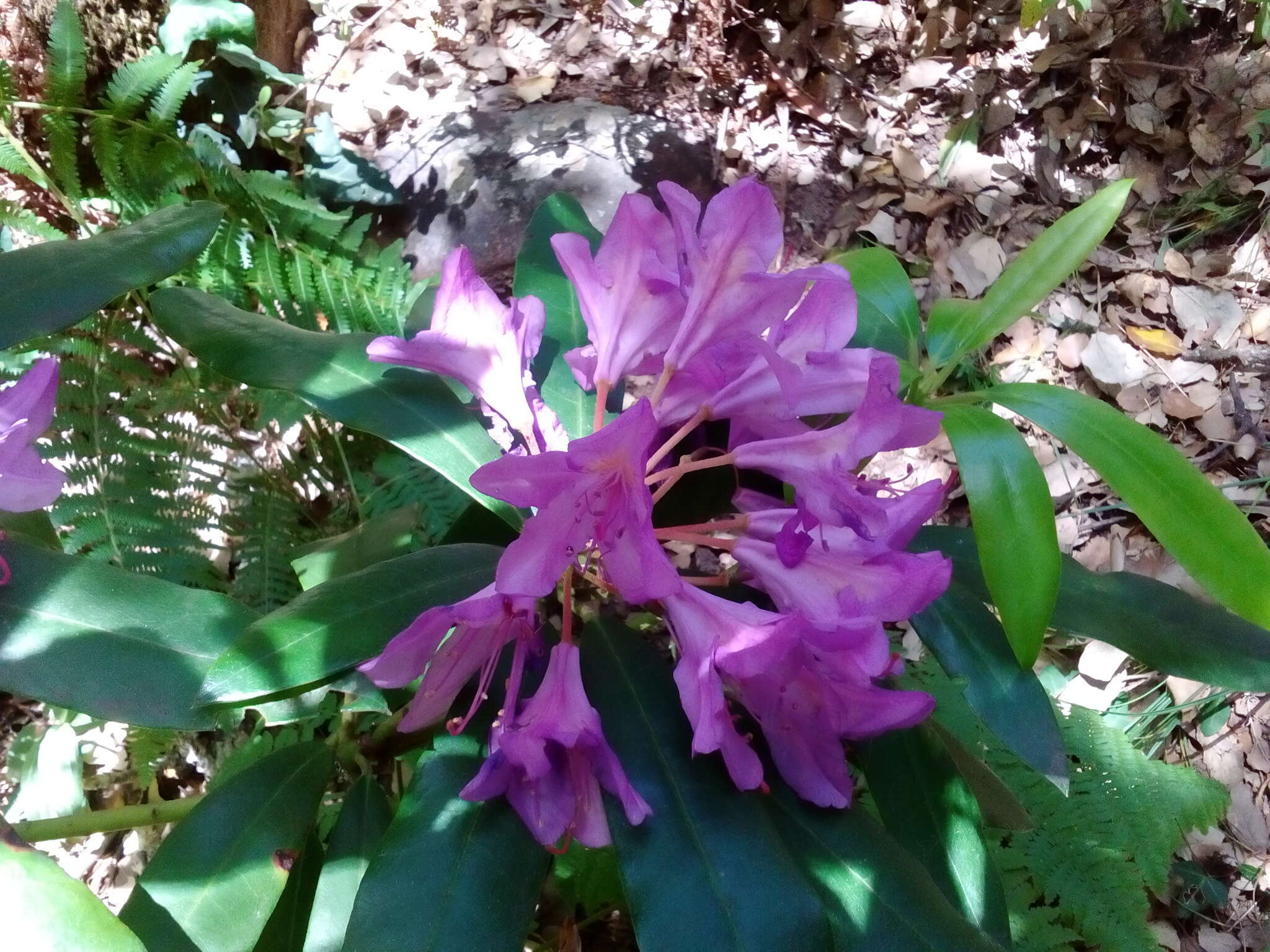 Imagem de Rhododendron ponticum subsp. baeticum (Boiss. & Reuter) Hand.-Mazz.