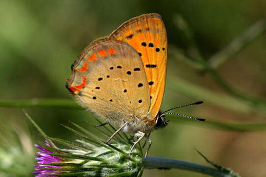 Image of <i>Lycaena ottomana</i>