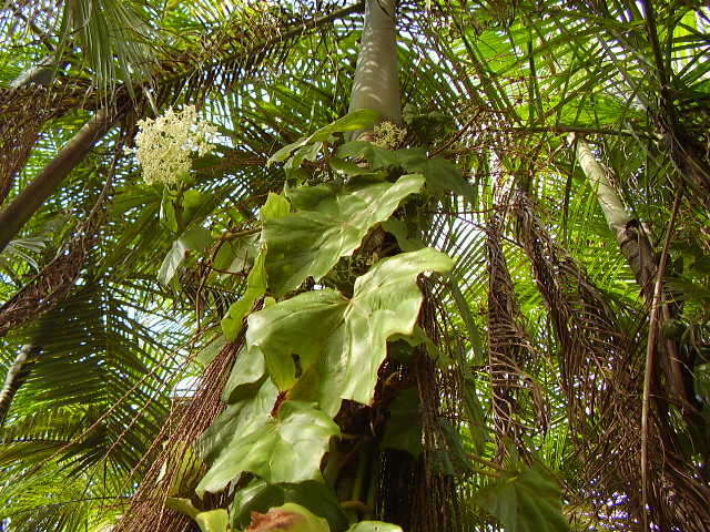 Image of morning-glory begonia