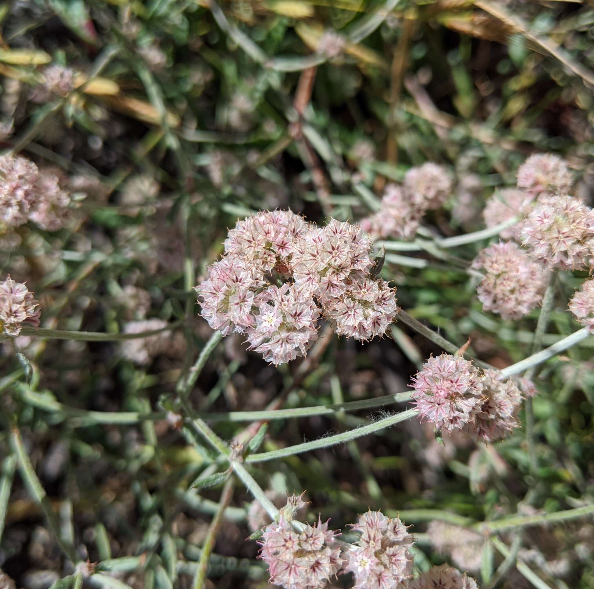 Image of pink spineflower