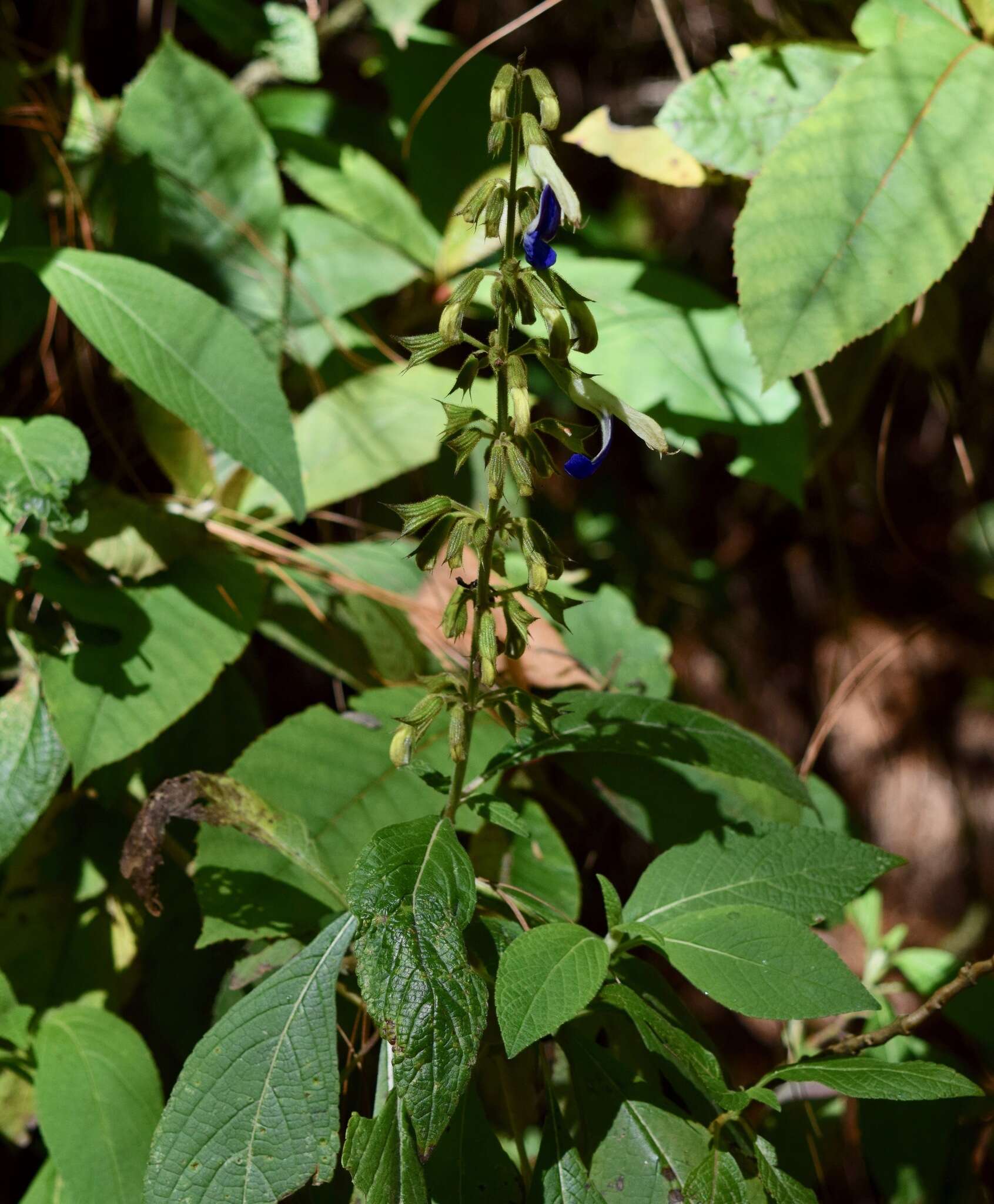 Imagem de Salvia albocaerulea Linden