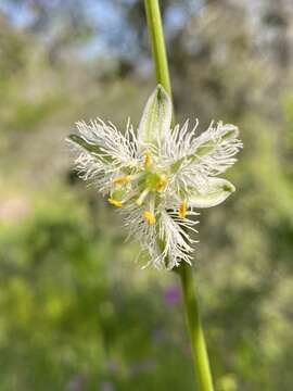 Image of Trichopetalum plumosum (Ruiz & Pav.) J. F. Macbr.