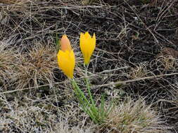 صورة Zephyranthes filifolia Herb. ex Kraenzl.