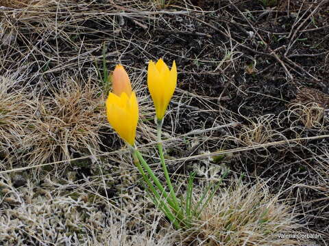 Zephyranthes filifolia Herb. ex Kraenzl. resmi