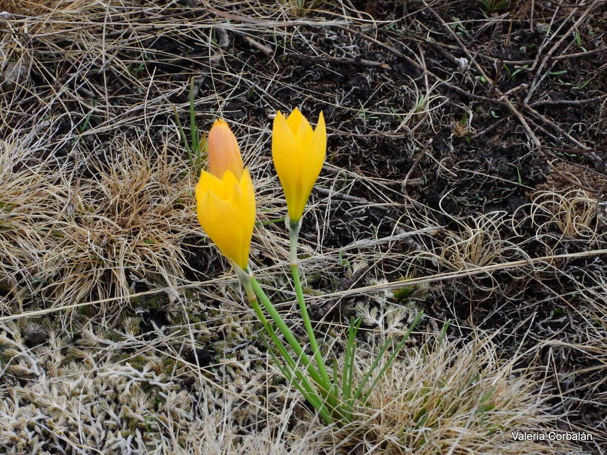 صورة Zephyranthes filifolia Herb. ex Kraenzl.