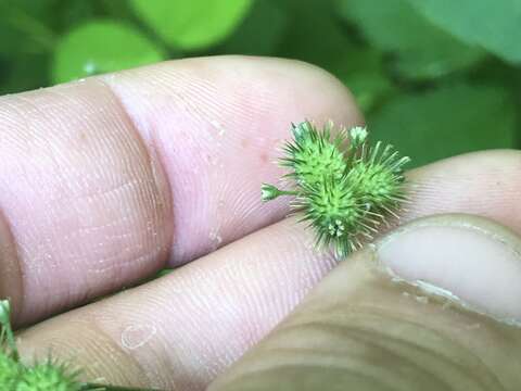 Image de Sanicula trifoliata Bicknell