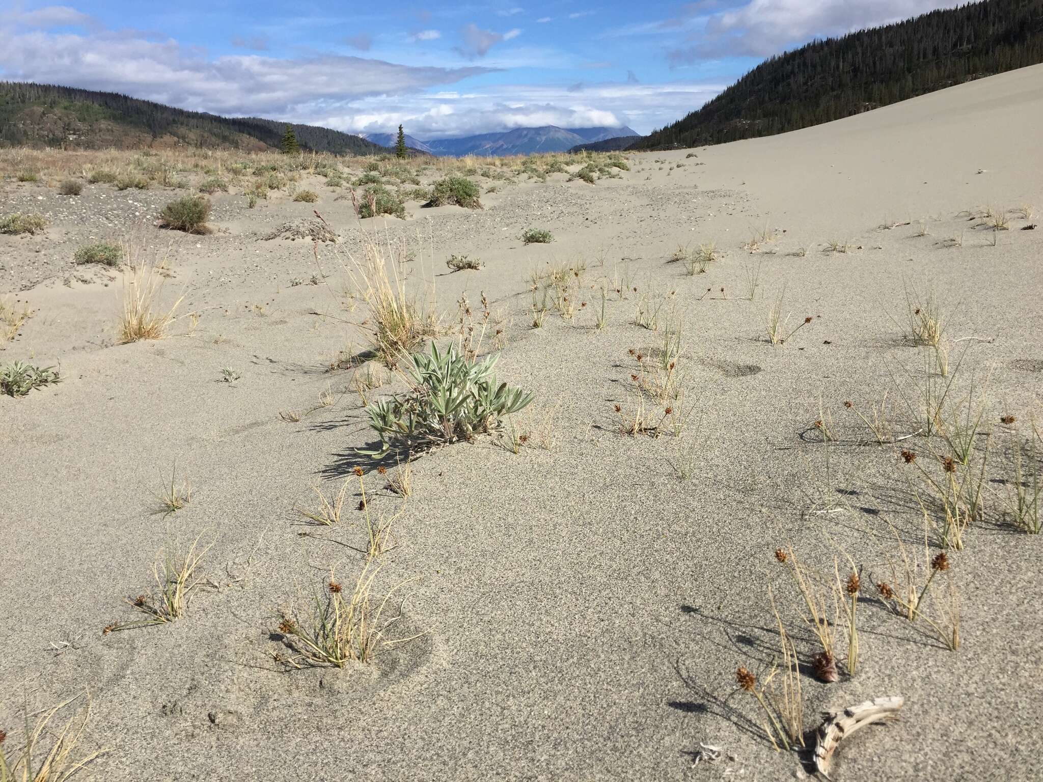 Image of curved sedge