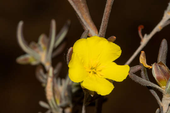 Image of Hibbertia pubens