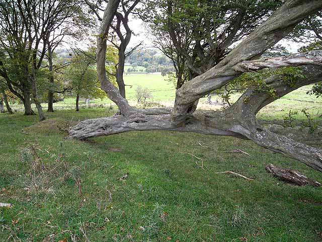 Image of European hornbeam