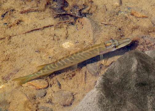 Image of Northern pike