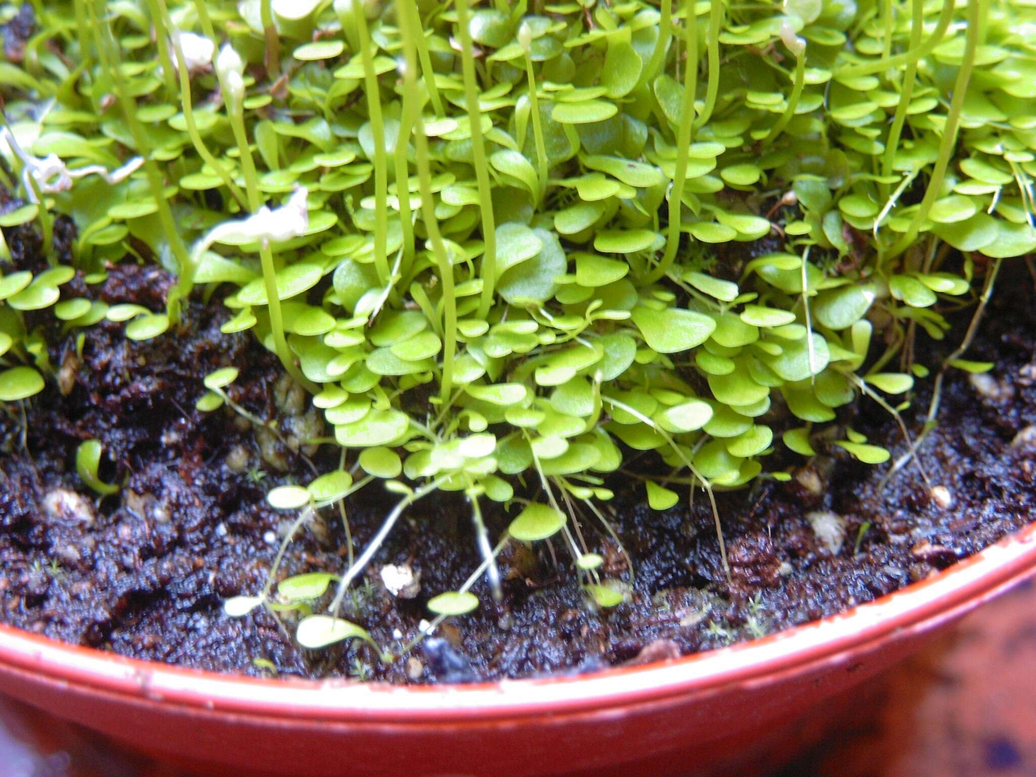 Image of Utricularia sandersonii Oliv.