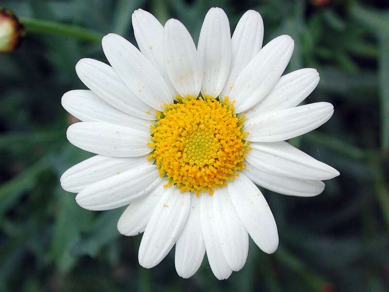 Image of Oxeye Daisy